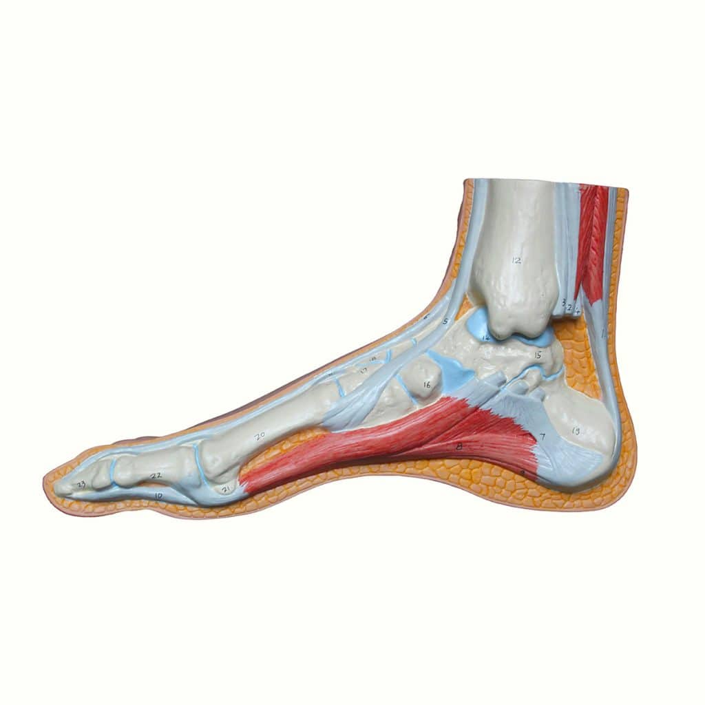 Anatomical structure of the foot